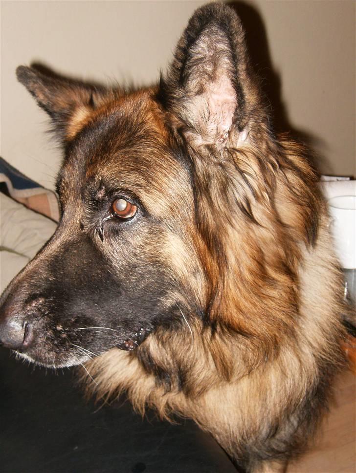 Schæferhund Berani´s Eiko. Bamse billede 2