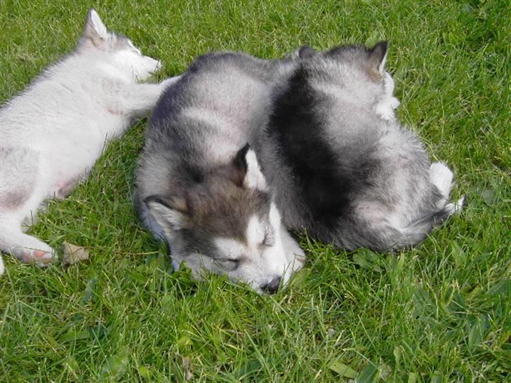 Alaskan malamute Cody - sover... 8 uger gammel. billede 12