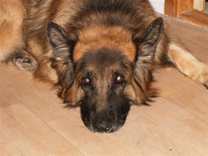 Schæferhund Berani´s Eiko. Bamse billede 3