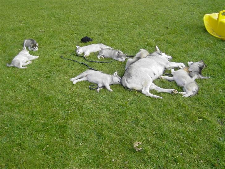Alaskan malamute Cody - efter en times tid, med fuld fart på sover alle mand også moren..  billede 13
