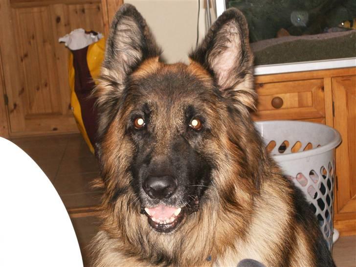 Schæferhund Berani´s Eiko. Bamse billede 4