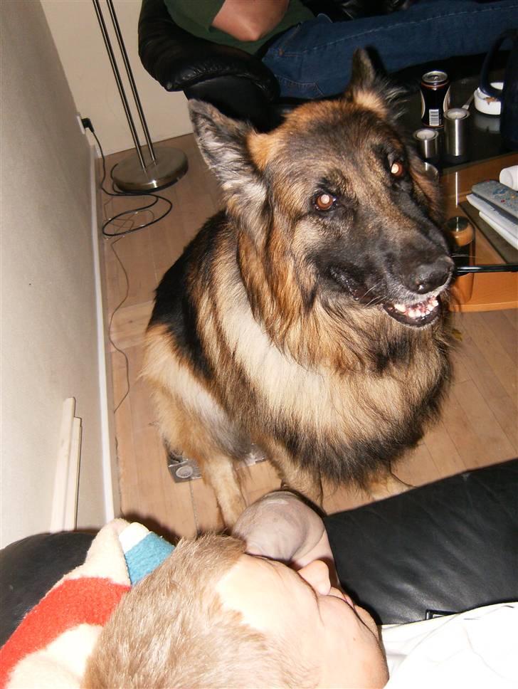 Schæferhund Berani´s Eiko. Bamse - Så er øllene mine, jeg sidder på dem. billede 5