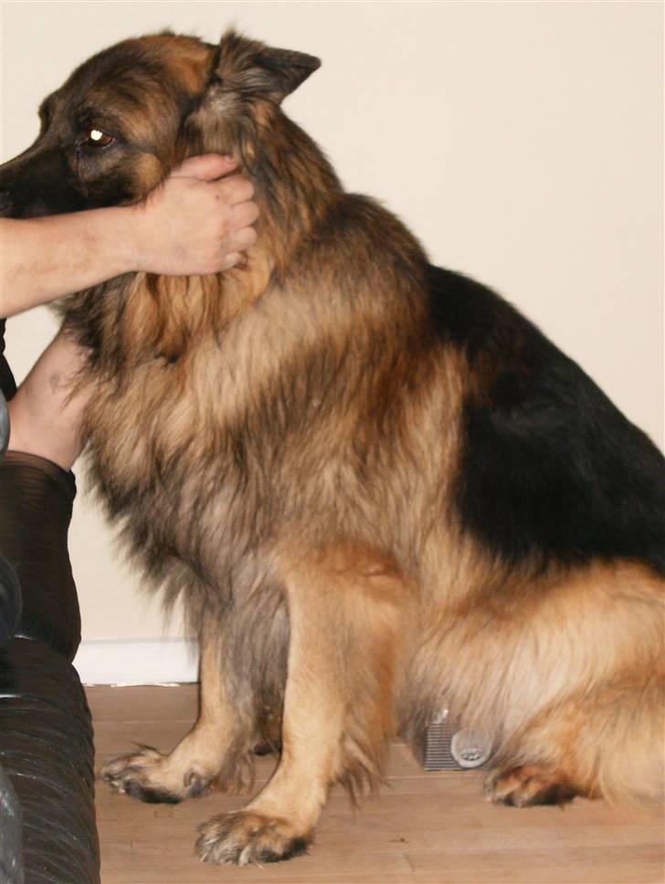 Schæferhund Berani´s Eiko. Bamse - Snyt, igen billede 6