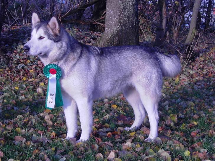 Alaskan malamute Moniqe - Moniqe 1 år.. billede 1