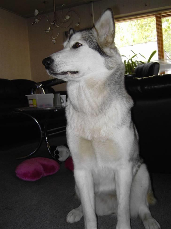 Alaskan malamute Moniqe - Moniqe 1 år.. billede 2