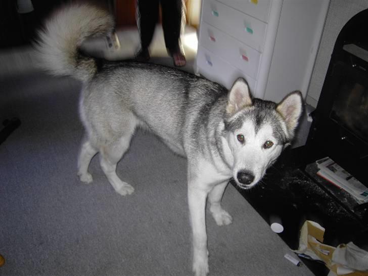 Alaskan malamute Moniqe - Igen Moniqe 1 år.. billede 3