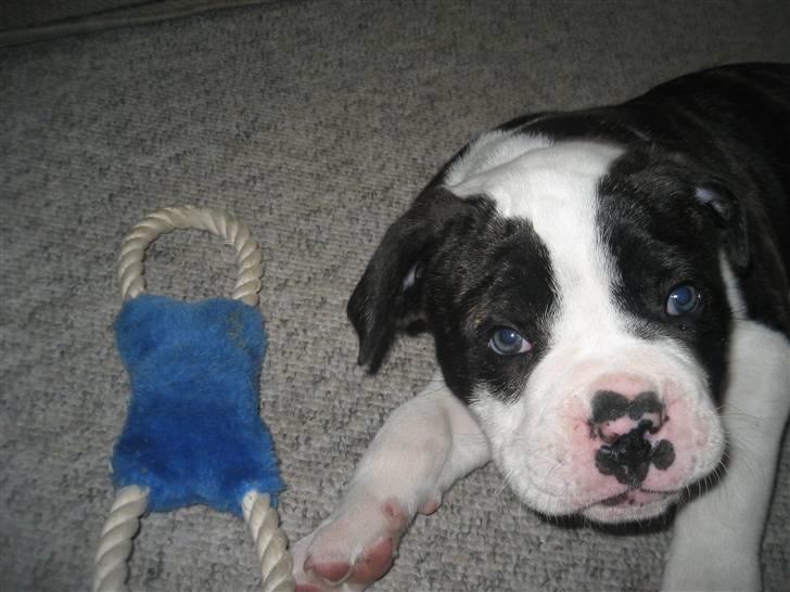 Amerikansk bulldog Carlos billede 8