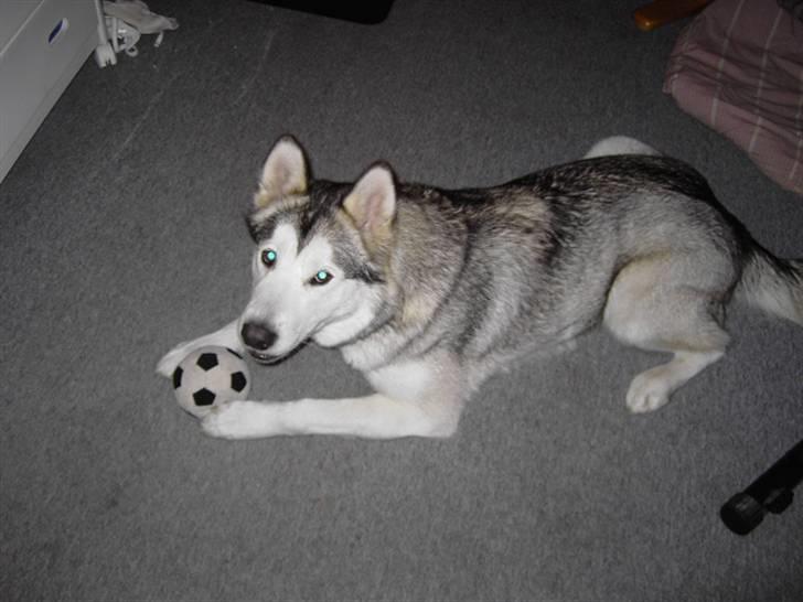 Alaskan malamute Moniqe - 1år.. billede 4