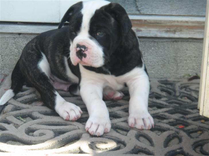 Amerikansk bulldog Carlos billede 9