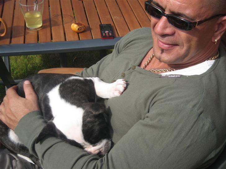 Amerikansk bulldog Carlos - Dejligt at lægge hos farman :) billede 10