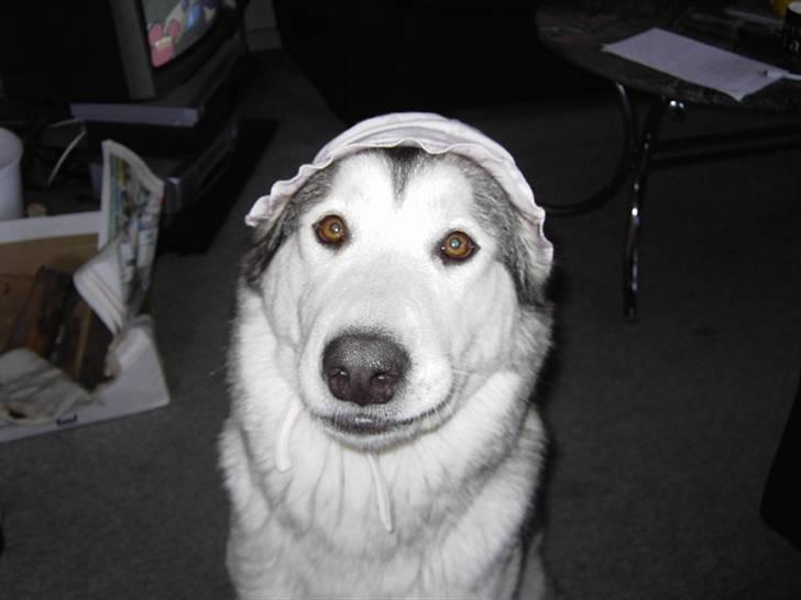 Alaskan malamute Moniqe - For sjov.. billede 5