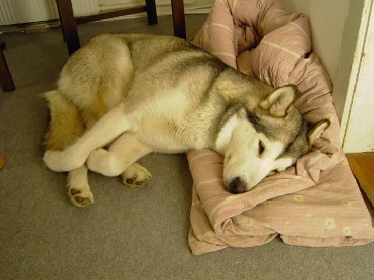 Alaskan malamute Moniqe - sove... ja tak på dynen.. billede 6