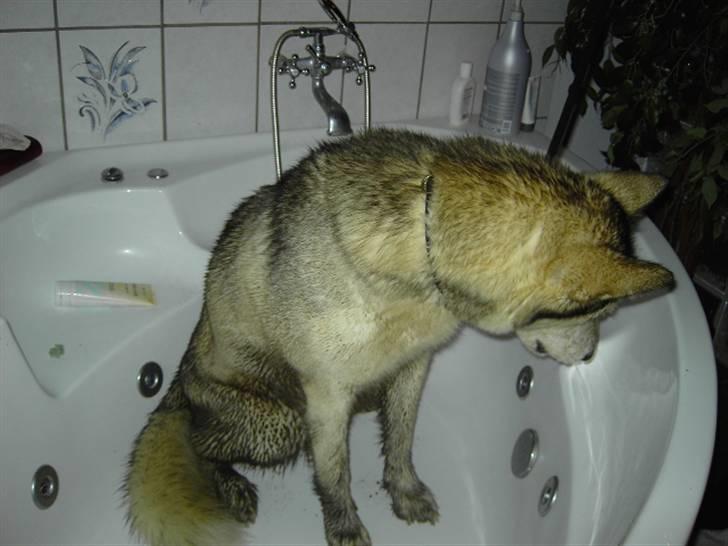 Alaskan malamute Moniqe - er lige kommet hjem fra tur i skoven, ude og trække bildæk.. billede 7