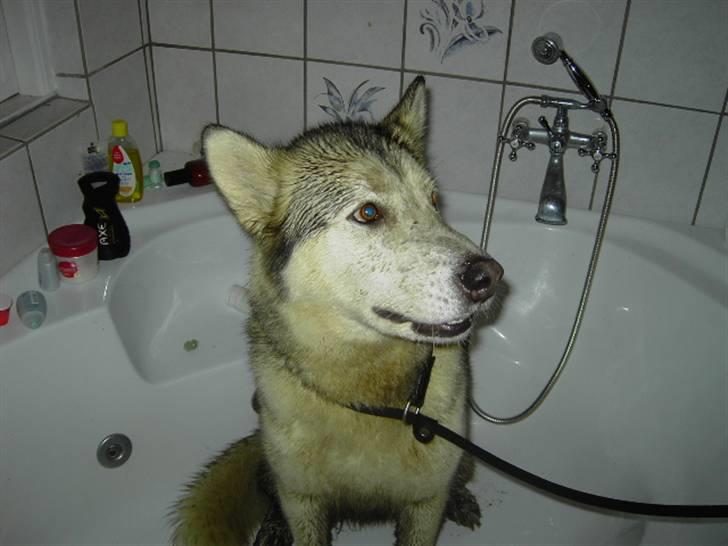 Alaskan malamute Moniqe - elsker at være ude.. billede 8