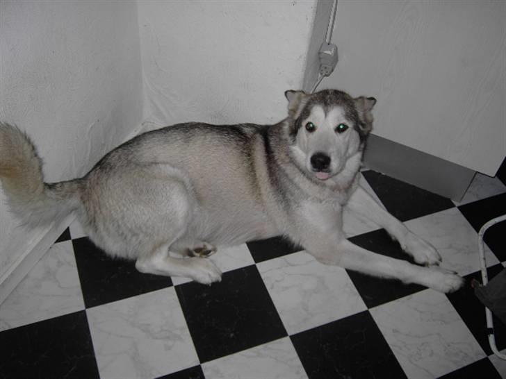 Alaskan malamute Moniqe - Gravid med 11 stk hvalpe... billede 9