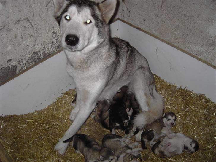 Alaskan malamute Moniqe - Så kom der 11 små, den20/7-07..  billede 10