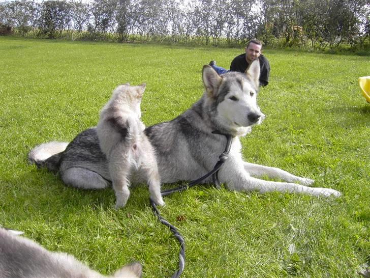 Alaskan malamute Moniqe - ude i haven billede 11