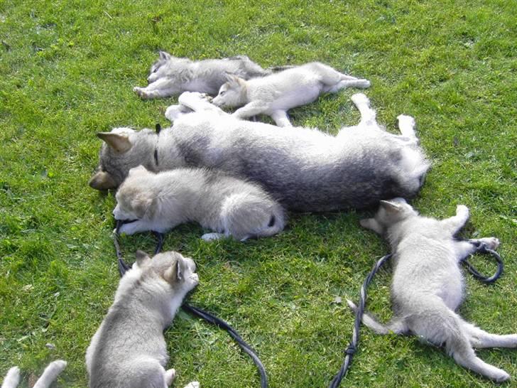 Alaskan malamute Moniqe - sover med de små,  på 8 uger  billede 12