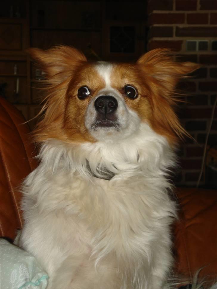 Blanding af racer R.I.P Lady billede 17