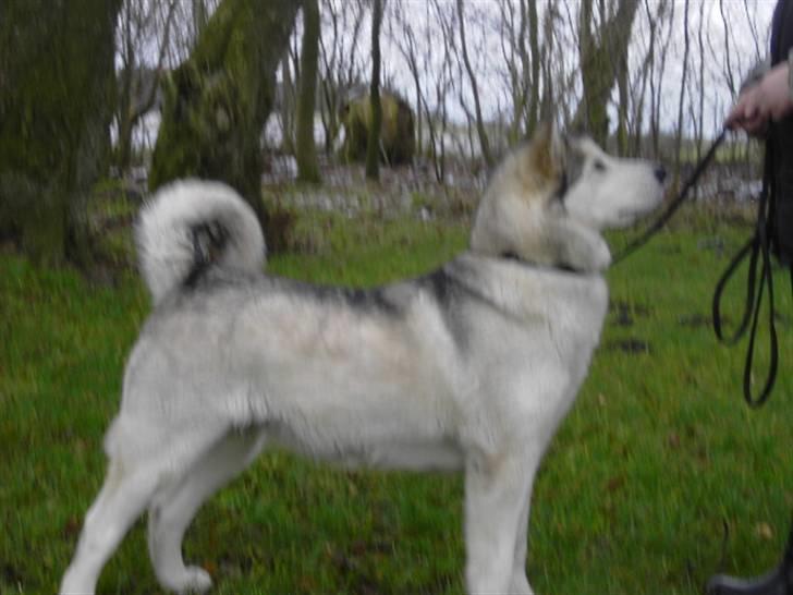 Alaskan malamute Moniqe - Flot igen efter et stort kuld hvalpe. 4 år gammel. billede 13