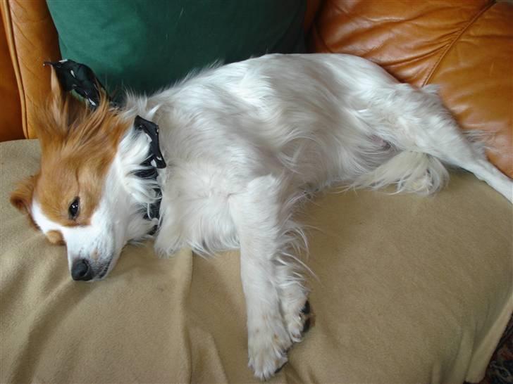 Blanding af racer R.I.P Lady billede 18