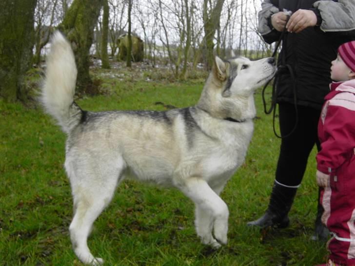 Alaskan malamute Moniqe - 4 år.. billede 14