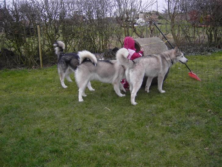 Alaskan malamute Moniqe - Moniqe med sine to store drenge på 6 måneder.. billede 15