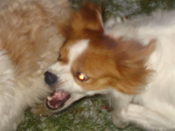 Blanding af racer R.I.P Lady billede 19