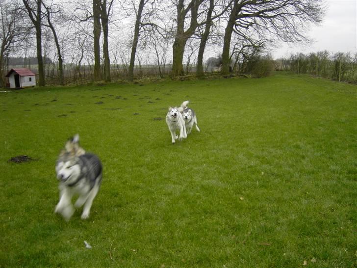 Alaskan malamute Moniqe - fart på.... billede 16