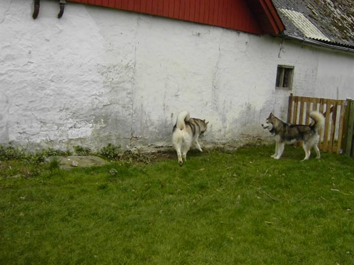 Alaskan malamute Moniqe - Atlas og Cody.. Moniqe`s hvalpe.... billede 17