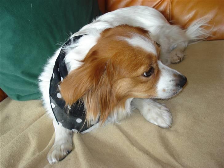 Blanding af racer R.I.P Lady billede 20