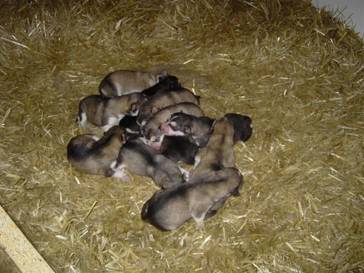 Alaskan malamute Cody - Helt ny.. 11 stk billede 14