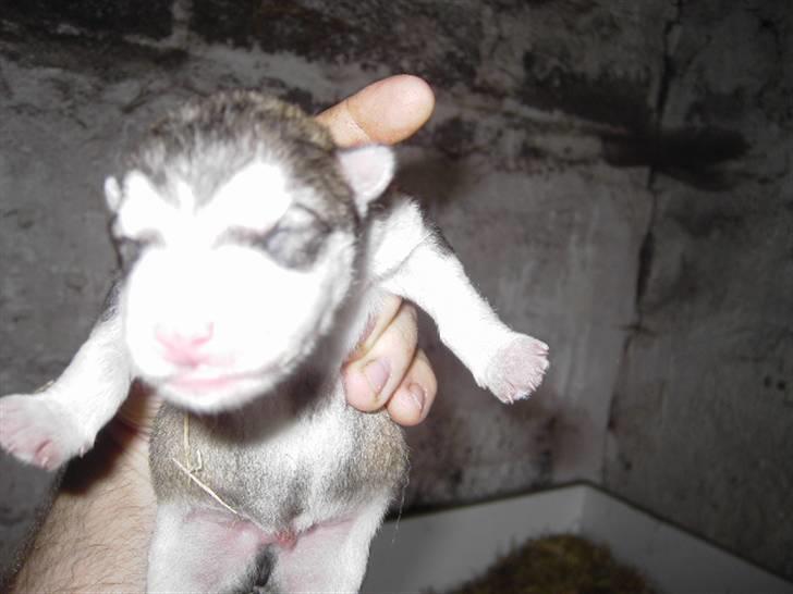 Alaskan malamute Cody - Få timer gammel er Cody her.. billede 15