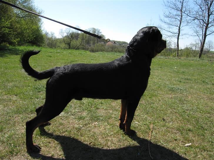 Rottweiler Chandor (Xinkas) billede 8