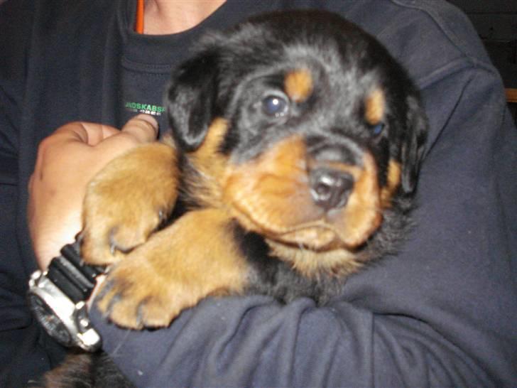 Rottweiler Chandor (Xinkas) - Også 4 uger  billede 9