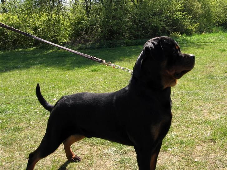 Rottweiler Chandor (Xinkas) billede 10