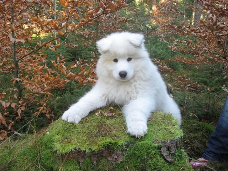 Samojedhund Simba - Se mig lige:0) billede 1