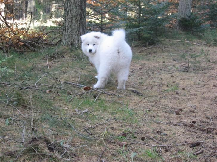 Samojedhund Simba - Hva nu!! Mor jeg har altså ikke tid..... billede 2