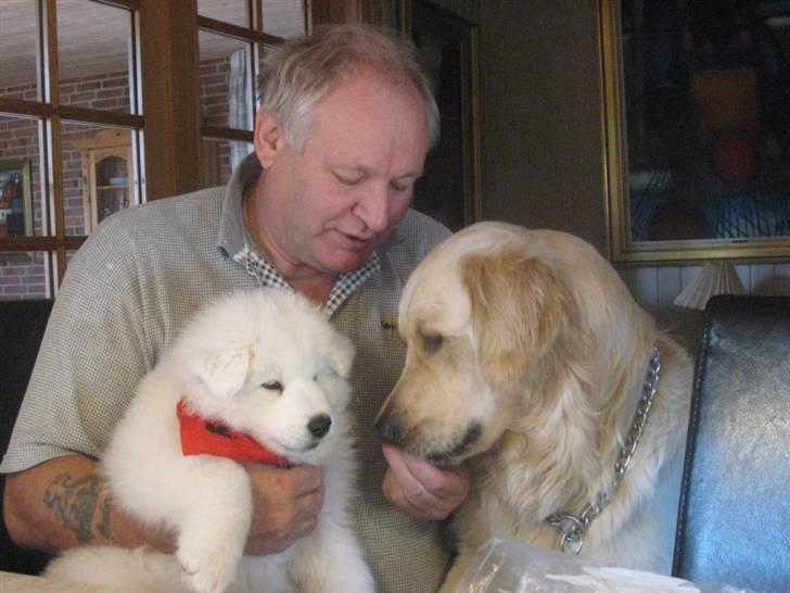 Samojedhund Simba - Rå hygge med bedstefar og fætter Balou billede 3