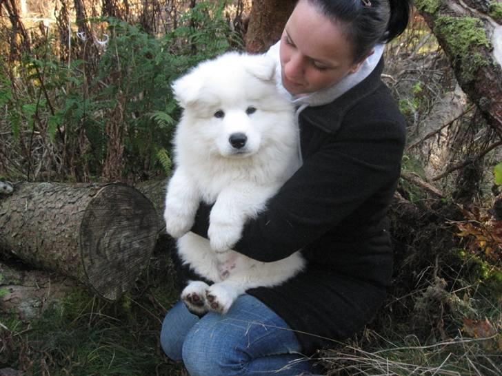 Samojedhund Simba - I skoven hvor jeg bare er så yndig ik? billede 4