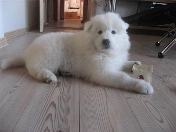 Samojedhund Simba - Ja jeg er dejlig mor! billede 5