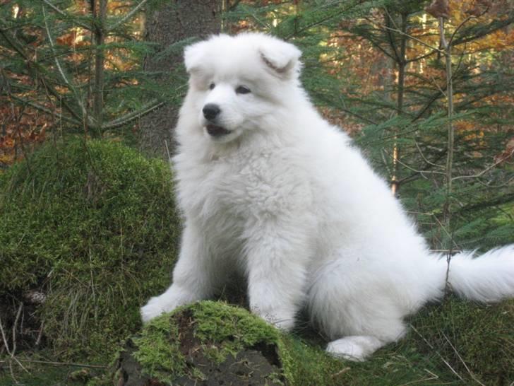 Samojedhund Simba - Se lige en model jeg er... billede 7