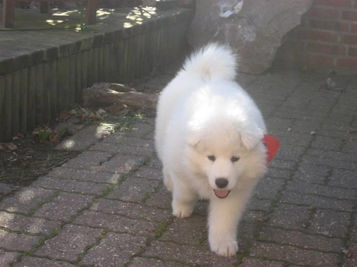 Samojedhund Simba - hjemme ved bedstemor og bedstefar billede 8