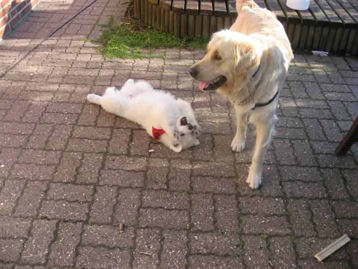 Samojedhund Simba - leg leg nu med mig Balou! billede 9