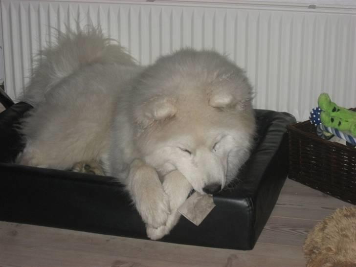 Samojedhund Simba - Det er hårdt at lege med pap....faldt hvis lige i søvn midt i det hele billede 10