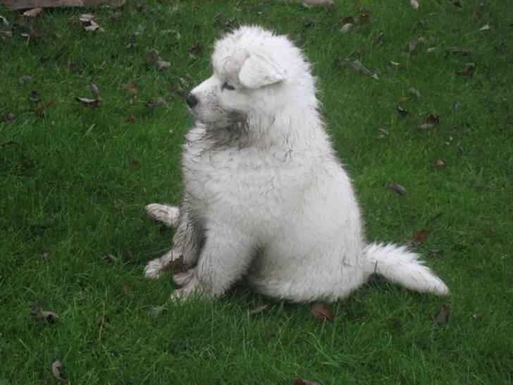 Samojedhund Simba - har lige hjulpet ´far i haven billede 11