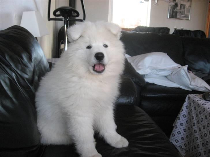 Samojedhund Simba - min plads billede 12