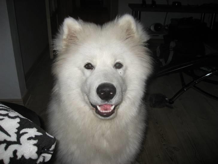 Samojedhund Simba - hej billede 13