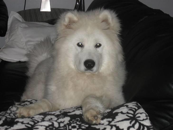 Samojedhund Simba - Her ligger jeg godt billede 14