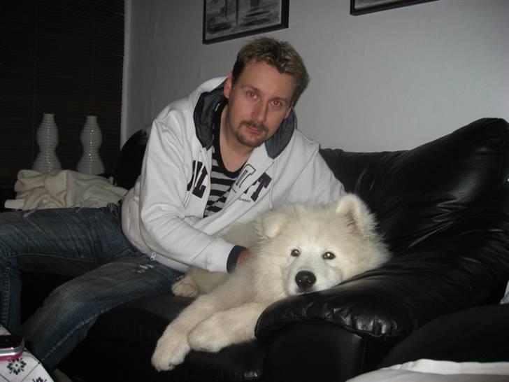Samojedhund Simba - Hygge med min far billede 15